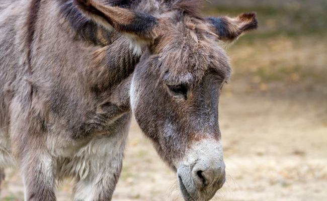 Kenya is losing Sh28 billion by slaughtering hardworking donkeys