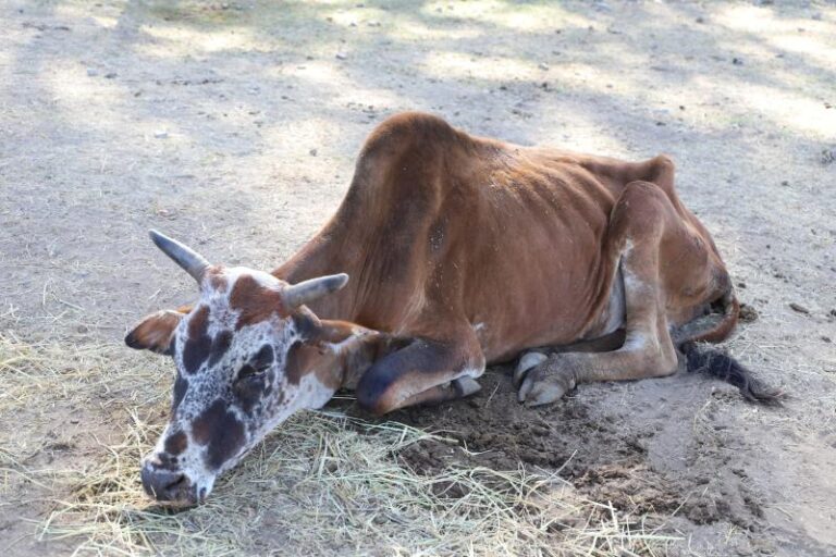 Boda-boda rider arrested for slaughtering Maasai cow in Embakasi