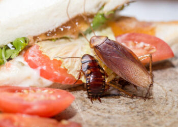 You Can Now Sell Large Cockroach For Sh5 Each In Nairobi