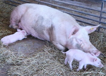 Nairobi: Businessman Arrested For Stealing Pregnant Pig