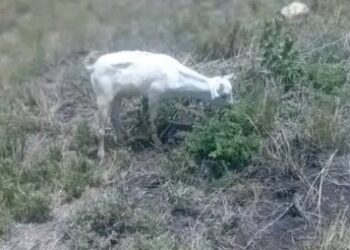 Why kitengela lion refused to eat goat bought by KWS