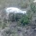 Why kitengela lion refused to eat goat bought by KWS