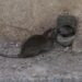 Rodent Rampage: Rat Grounds KLM Flight, Stranding 254 Passengers in Caribbean Paradise