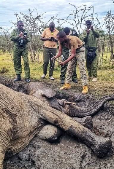 Global Conservation Tech: Kenya to Lead the Charge: A Revolution in Wildlife Protection Takes Flight in 2026