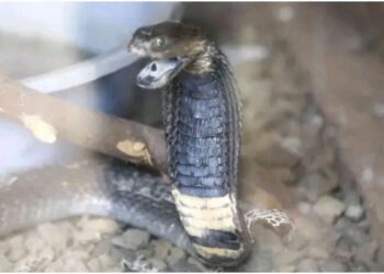 Pastors arrested in Bungoma for transporting cobras claimed as ‘witchcraft’ intended for church ‘burnt offerings’