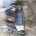 Pastors arrested in Bungoma for transporting cobras claimed as ‘witchcraft’ intended for church ‘burnt offerings’