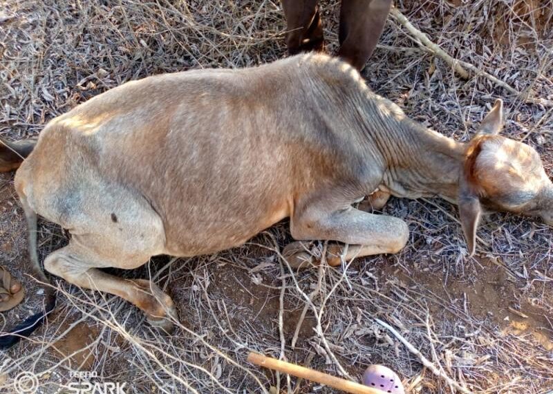 Thieves forced to run away after cow they had stolen died