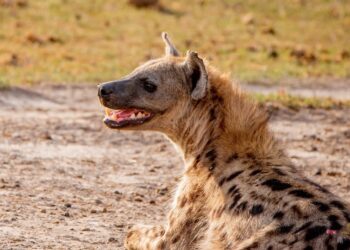 Thika residents cautioned over health risks after stray hyena butchered