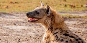 Thika residents cautioned over health risks after stray hyena butchered