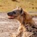 Thika residents cautioned over health risks after stray hyena butchered