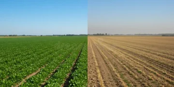 Explainer: Climate adaptation with drought resilient crops and livestock