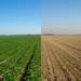 Explainer: Climate adaptation with drought resilient crops and livestock