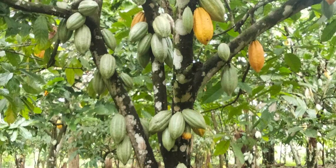 Cocoa : What you need to know about the new cash crop in Kenya