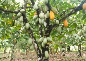 Cocoa : What you need to know about the new cash crop in Kenya