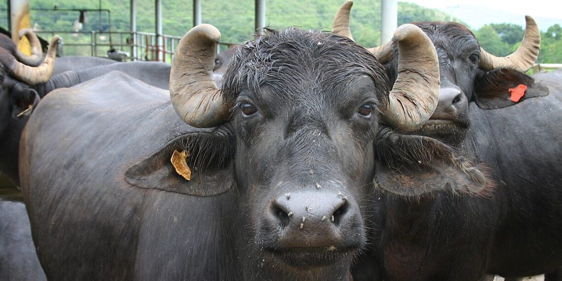 Why importing Indian dairy buffaloes will be more beneficial to kenyans