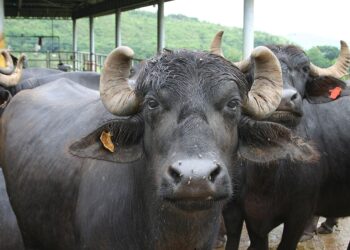 Why importing Indian dairy buffaloes will be more beneficial to kenyans