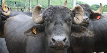 Why importing Indian dairy buffaloes will be more beneficial to kenyans