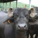 Why importing Indian dairy buffaloes will be more beneficial to kenyans